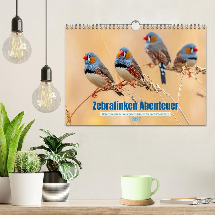 Produktbild: Zebrafinken Abenteuer (Wandkalender 2027 DIN A4 quer), CALVENDO Monatskalender