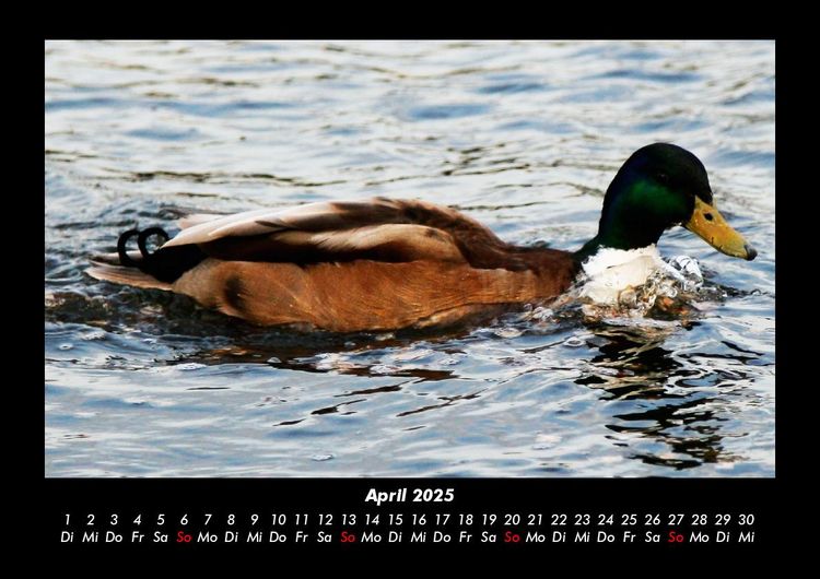 Produktbild: Enten 2025 Fotokalender DIN A3