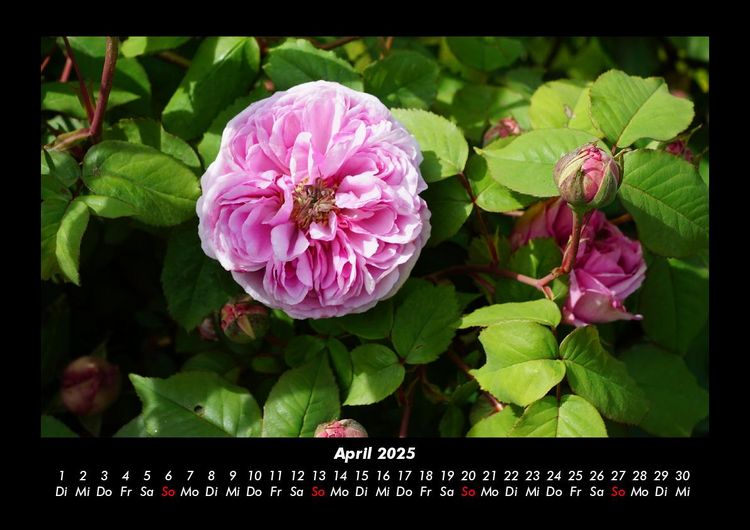 Produktbild: Blumenzauber 2025 Fotokalender DIN A3