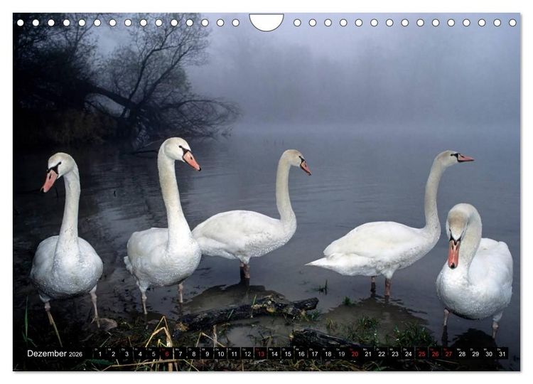 Produktbild: SCHW&Auml;NE. (Wandkalender 2026 DIN A4 quer), CALVENDO Monatskalender