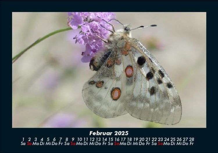 Produktbild: Bunte Pracht der Schmetterlinge 2025 Fotokalender DIN A5