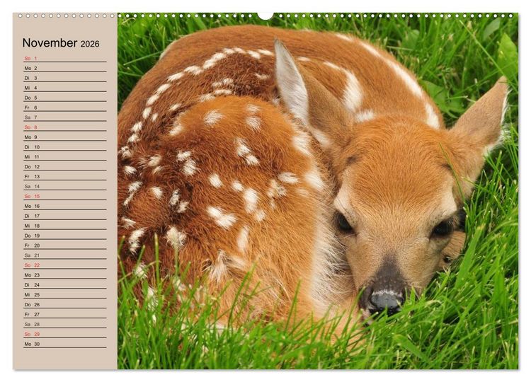 Produktbild: Rotwild. Edle Hirsche, stolze K&uuml;he (Wandkalender 2026 DIN A2 quer), CALVENDO Monatskalender