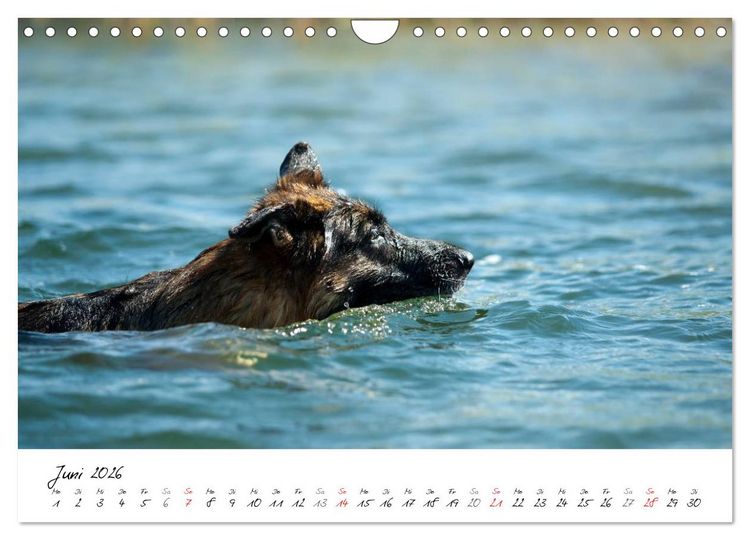 Produktbild: Deutsche Sch&auml;ferhunde - Senioren auf vier Pfoten (Wandkalender 2026 DIN A4 quer), CALVENDO Monatskalender