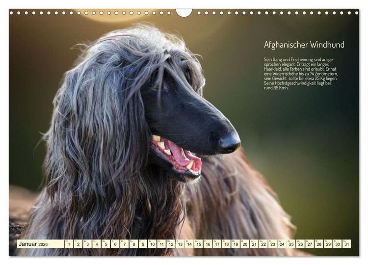 Produktbild: Windhunde im Portrait (Wandkalender 2026 DIN A3 quer), CALVENDO Monatskalender