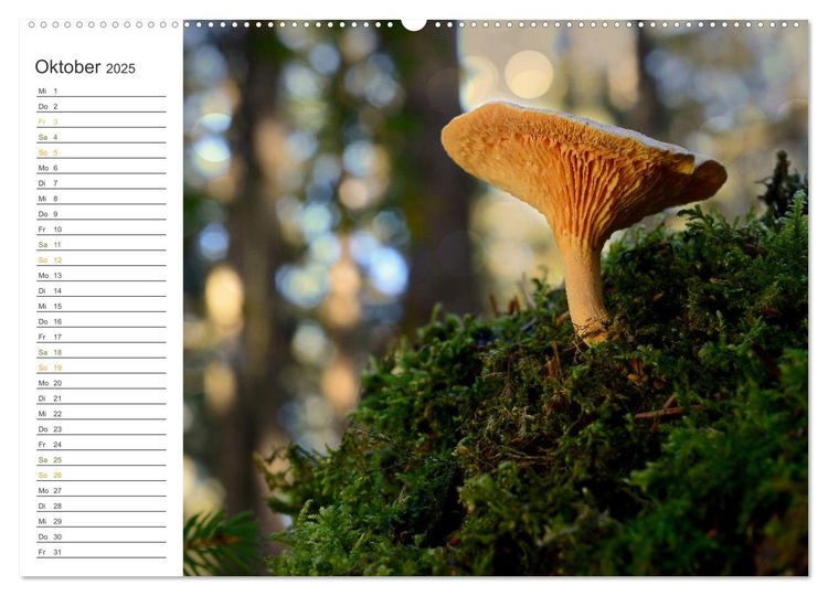 Schwammerl Egerlinge Pilze (Wandkalender 2025 DIN A2 quer), CALVENDO