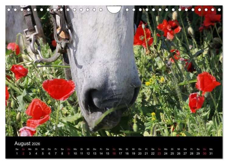 Produktbild: Caballos Spanische Pferde 2026 (Wandkalender 2026 DIN A4 quer), CALVENDO Monatskalender