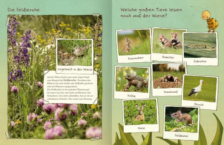 Produktbild: Die kleine Hummel Bommel entdeckt die Wiese
