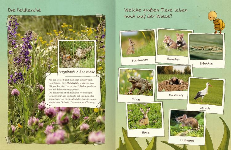 Produktbild: Die kleine Hummel Bommel entdeckt die Wiese