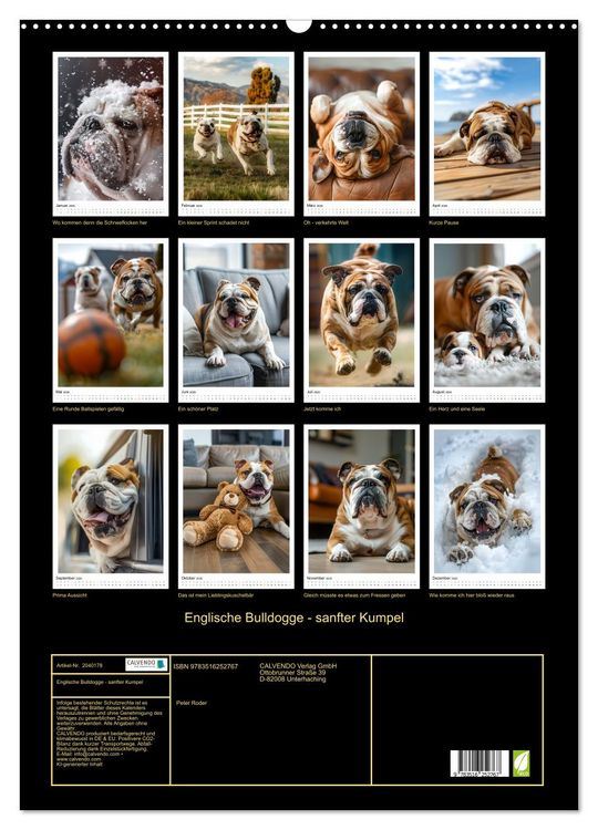 Produktbild: Englische Bulldogge - sanfter Kumpel (Wandkalender 2026 DIN A2 hoch), CALVENDO Monatskalender