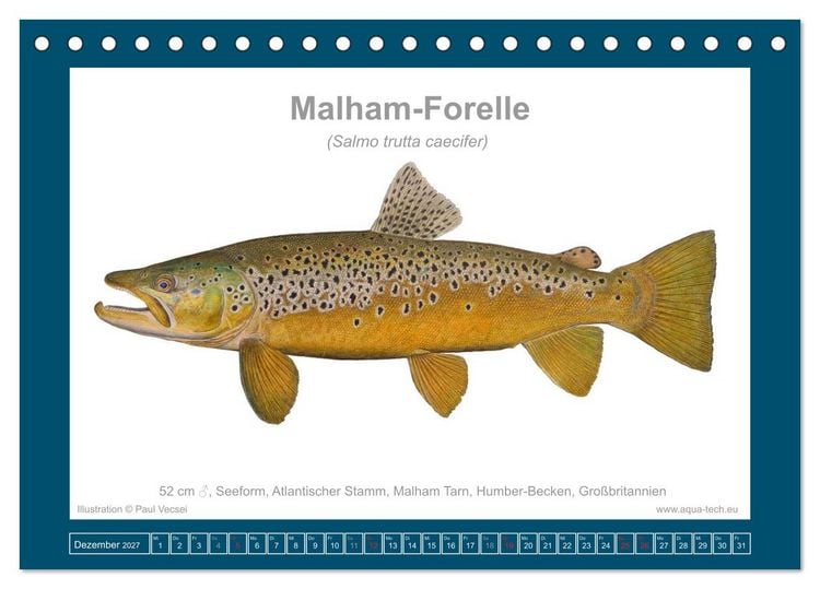 Produktbild: Fisch als Kunst 2027: Seeforellen (Tischkalender 2027 DIN A5 quer), CALVENDO Monatskalender