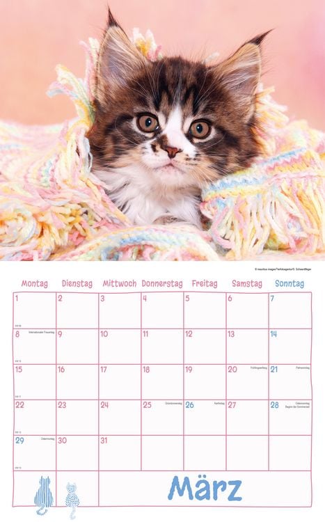 Produktbild: Katzen Kalenderpaket 2027