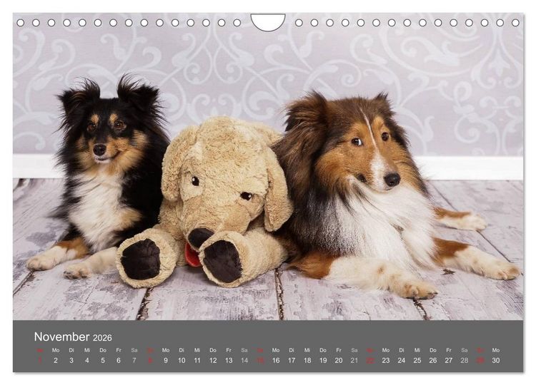 Produktbild: Shelties : Charmeure auf 4 Pfoten (Wandkalender 2026 DIN A4 quer), CALVENDO Monatskalender