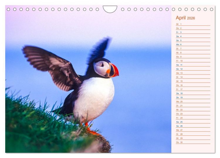 Produktbild: Papageitaucher auf Island (Wandkalender 2026 DIN A4 quer), CALVENDO Monatskalender