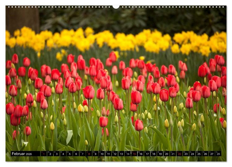 Produktbild: Tulpen (hochwertiger Premium Wandkalender 2026 DIN A2 quer), Kunstdruck in Hochglanz