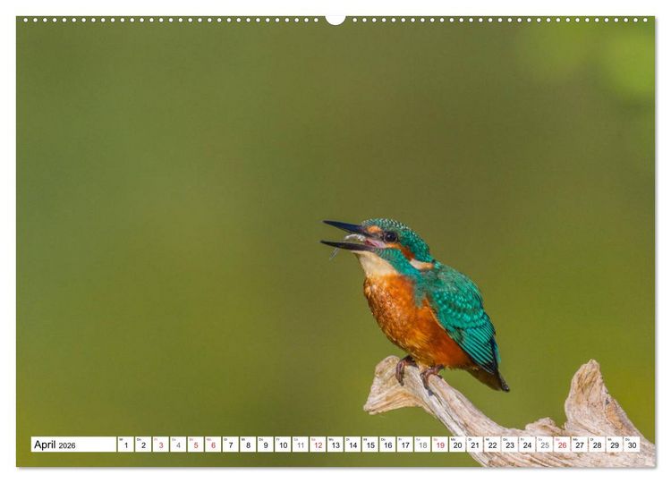 Produktbild: Eisv&ouml;gel (Alcedo atthis) - Edelsteine der Natur (hochwertiger Premium Wandkalender 2026 DIN A2 quer), Kunstdruck in Hochglanz