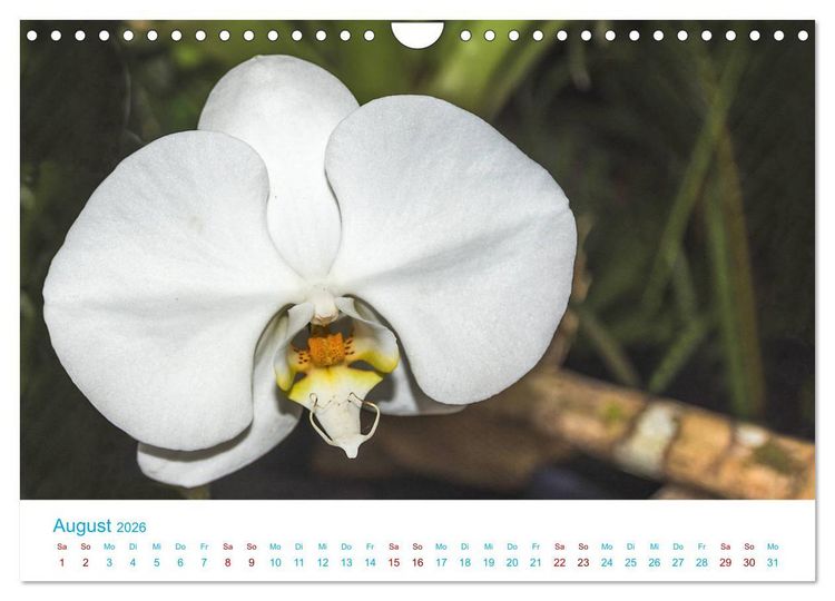 Produktbild: Die K&ouml;nigin der Blumenwelt, die Orchidee (Wandkalender 2026 DIN A4 quer), CALVENDO Monatskalender