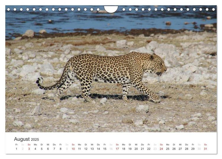 Produktbild: Namibia - Tierische Vielfalt (Wandkalender 2025 DIN A4 quer), CALVENDO Monatskalender