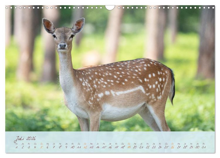 Produktbild: Sch&ouml;nheiten des Waldes (Wandkalender 2026 DIN A3 quer), CALVENDO Monatskalender