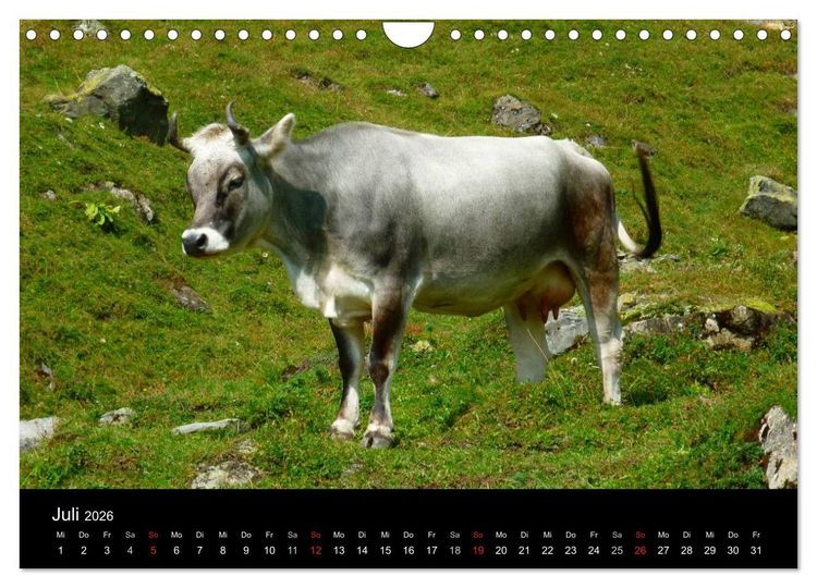 Produktbild: Die Welt der K&uuml;he (Wandkalender 2026 DIN A4 quer), CALVENDO Monatskalender