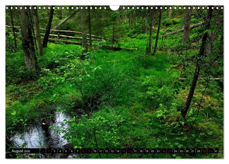 Produktbild: Tiveden, der NatURWALD in Schweden (Wandkalender 2026 DIN A3 quer), CALVENDO Monatskalender