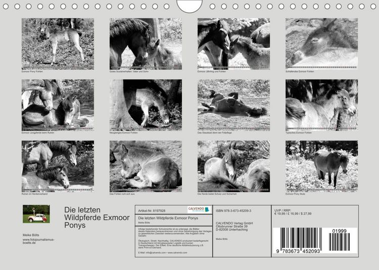 Produktbild: Die letzten Wildpferde Exmoor Ponys (Wandkalender 2022 DIN A4 quer)