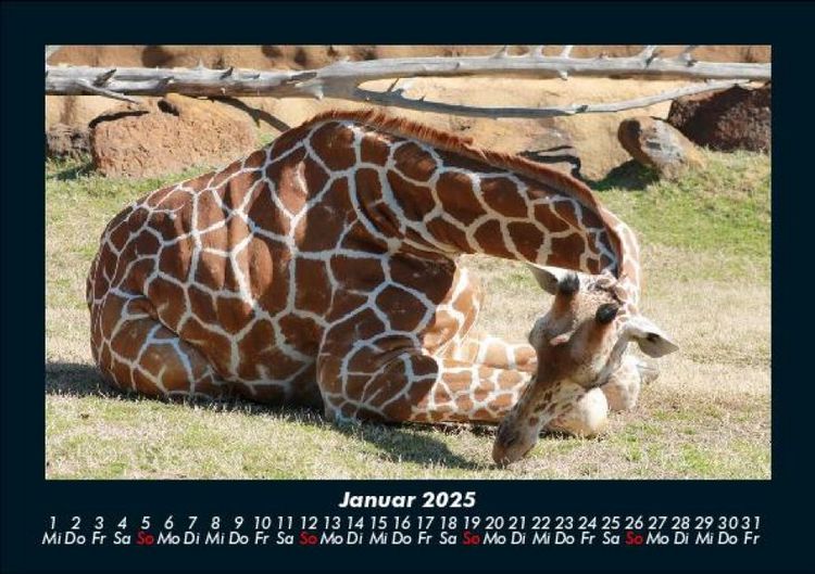 Produktbild: Giraffen 2025 Fotokalender DIN A5