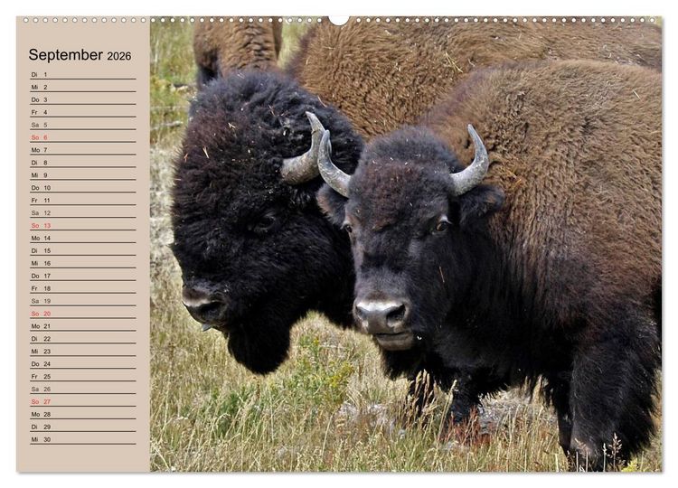 Produktbild: B&uuml;ffel. Wisent und Bison (Wandkalender 2026 DIN A2 quer), CALVENDO Monatskalender