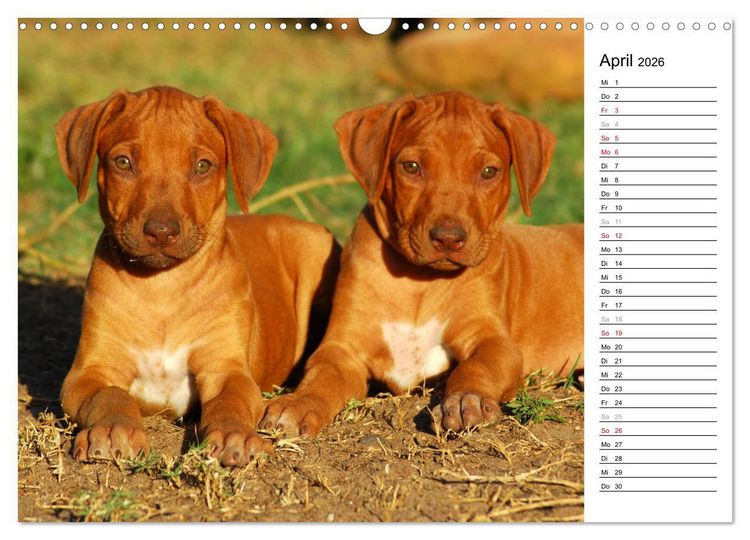 Produktbild: Rhodesian Ridgeback Terminkalender (Wandkalender 2026 DIN A3 quer), CALVENDO Monatskalender