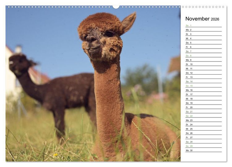 Produktbild: Alpakas im Paradies (Wandkalender 2026 DIN A2 quer), CALVENDO Monatskalender