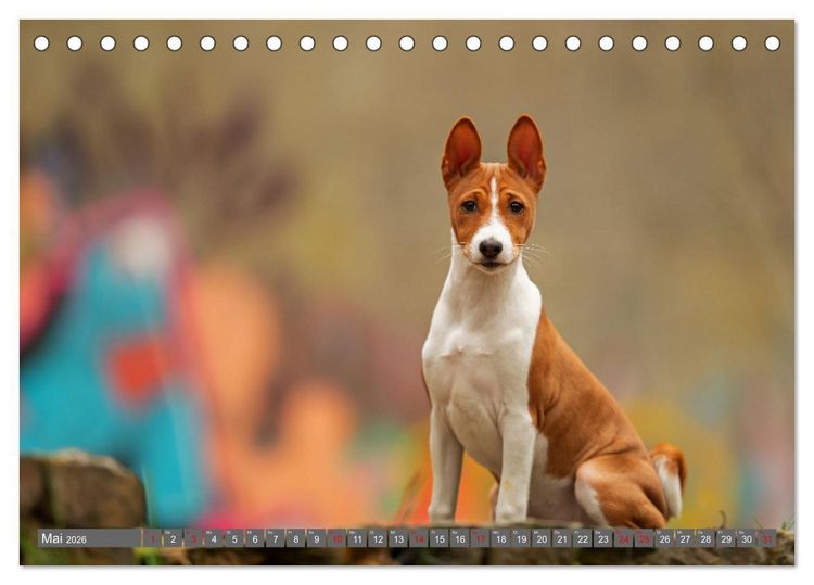 Produktbild: Der Basenji (Tischkalender 2026 DIN A5 quer), CALVENDO Monatskalender