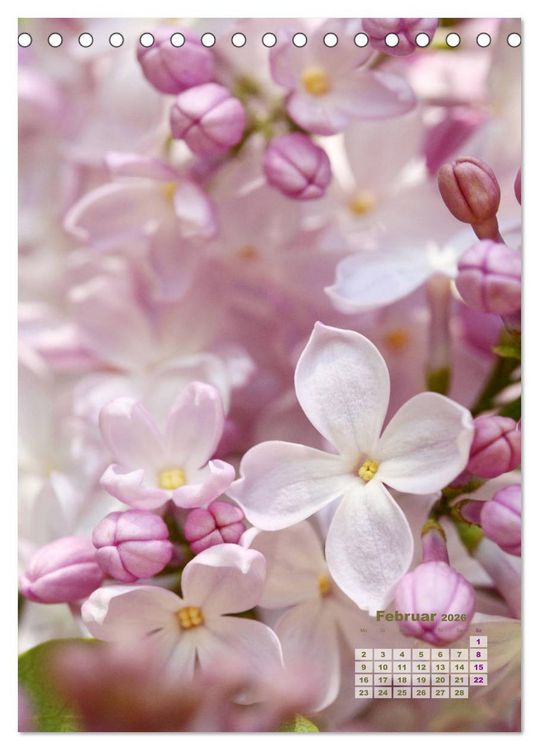 Produktbild: Fliederbl&uuml;te (Tischkalender 2026 DIN A5 hoch), CALVENDO Monatskalender
