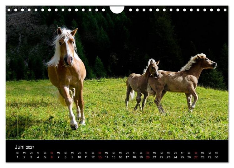 Produktbild: Wundersch&ouml;ne Haflingerwelt (Wandkalender 2027 DIN A4 quer), CALVENDO Monatskalender