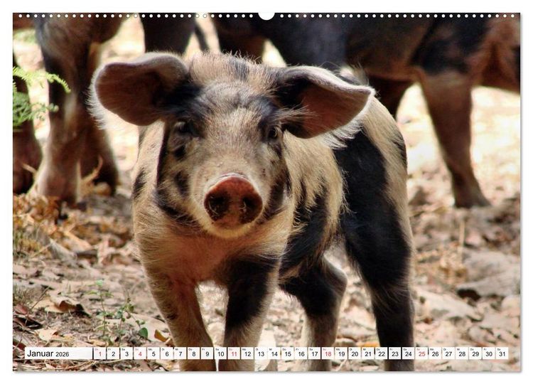 Produktbild: Von S&auml;uen die Schwein haben! (Wandkalender 2026 DIN A2 quer), CALVENDO Monatskalender