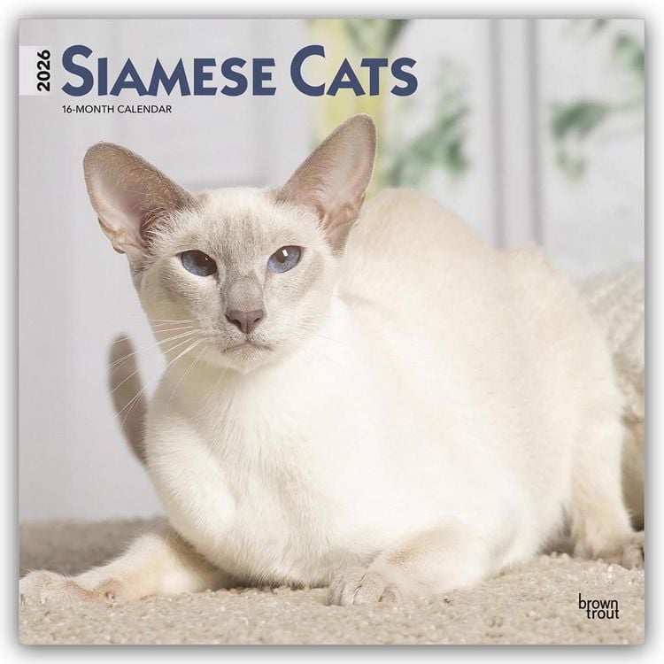 Produktbild: Siamese Cats – Siamesische Katzen – Siamkatzen 2026 – 16-Monatskalender