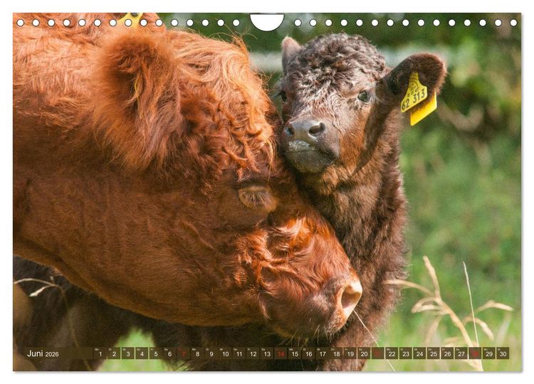 Produktbild: Galloway K&auml;lbchen - Liebenswert und lockig (Wandkalender 2026 DIN A4 quer), CALVENDO Monatskalender