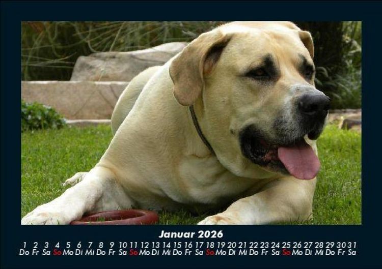 Produktbild: Hundezauber 2026 Fotokalender DIN A5