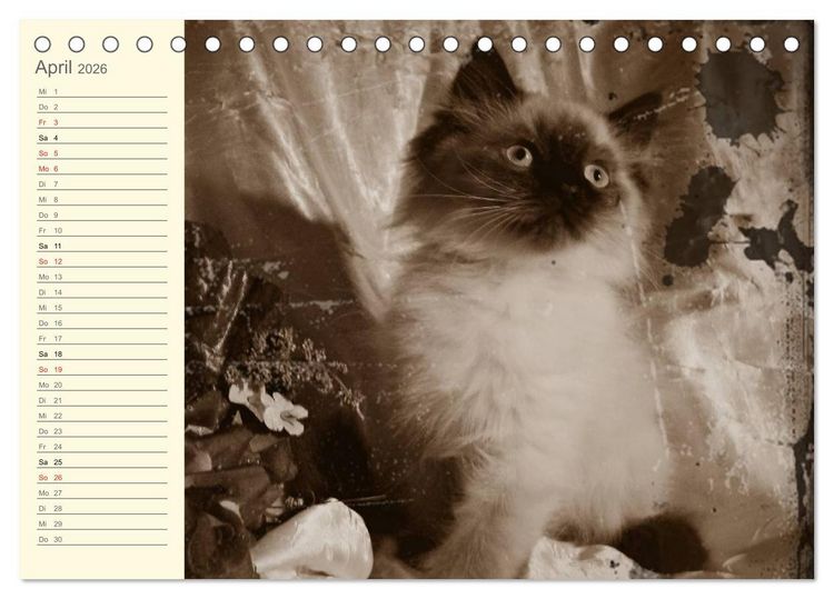 Produktbild: Oma's Katzenkalender 2026 (Tischkalender 2026 DIN A5 quer), CALVENDO Monatskalender