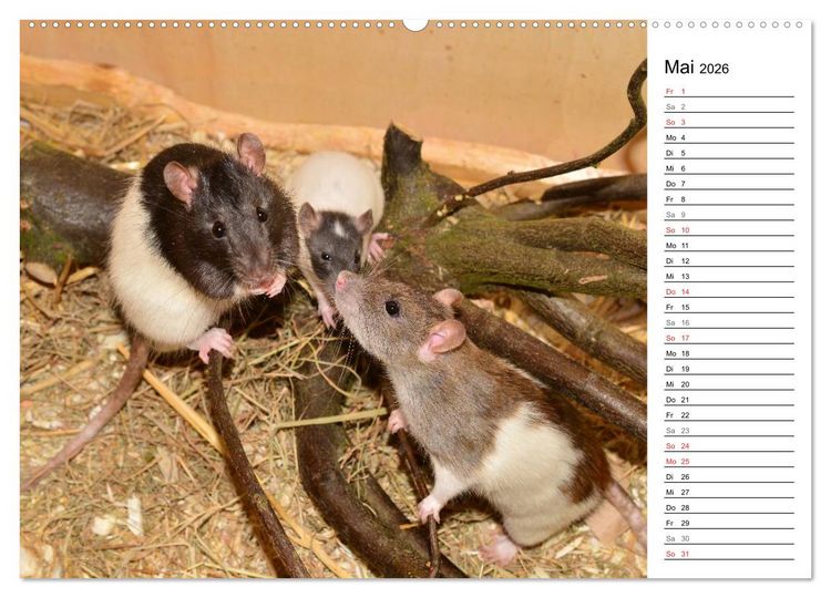 Produktbild: Mausebande (hochwertiger Premium Wandkalender 2026 DIN A2 quer), Kunstdruck in Hochglanz