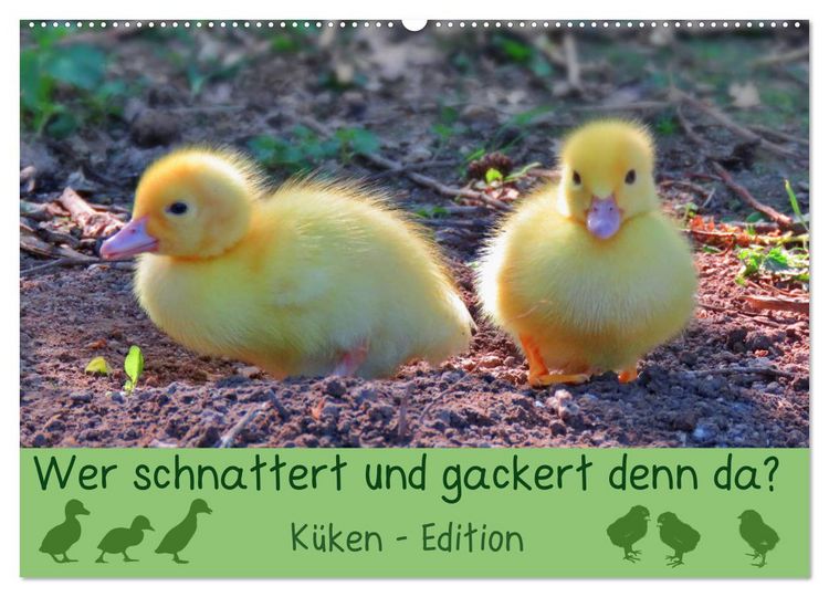 Produktbild: Wer schnattert und gackert denn da? - K&uuml;ken-Edition (Wandkalender 2026 DIN A2 quer), CALVENDO Monatskalender