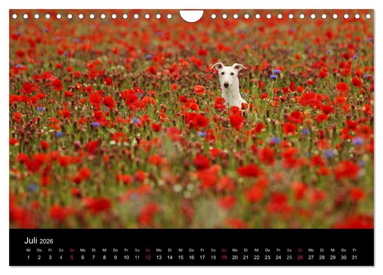 Produktbild: Der Windhundekalender (Wandkalender 2026 DIN A4 quer), CALVENDO Monatskalender