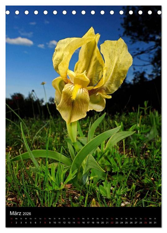 Produktbild: WILDBLUMEN (Tischkalender 2026 DIN A5 hoch), CALVENDO Monatskalender