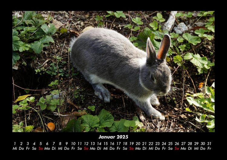 Produktbild: Haustierkalender 2025 Fotokalender DIN A3