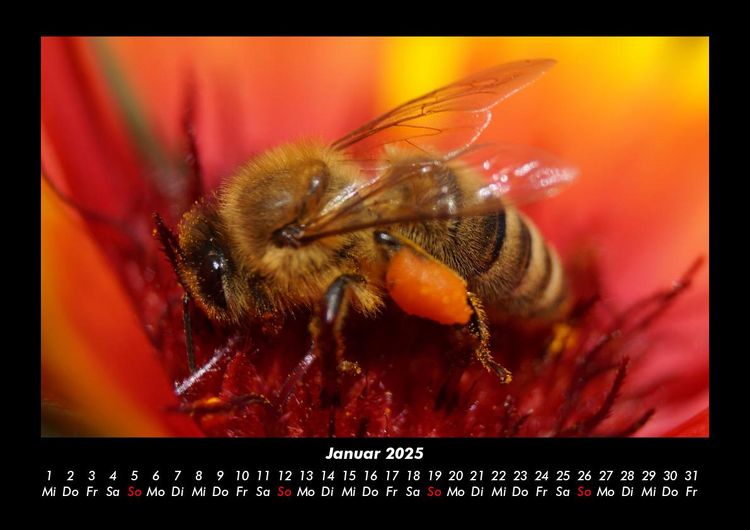 Produktbild: Bien 2025 Fotokalender DIN A3