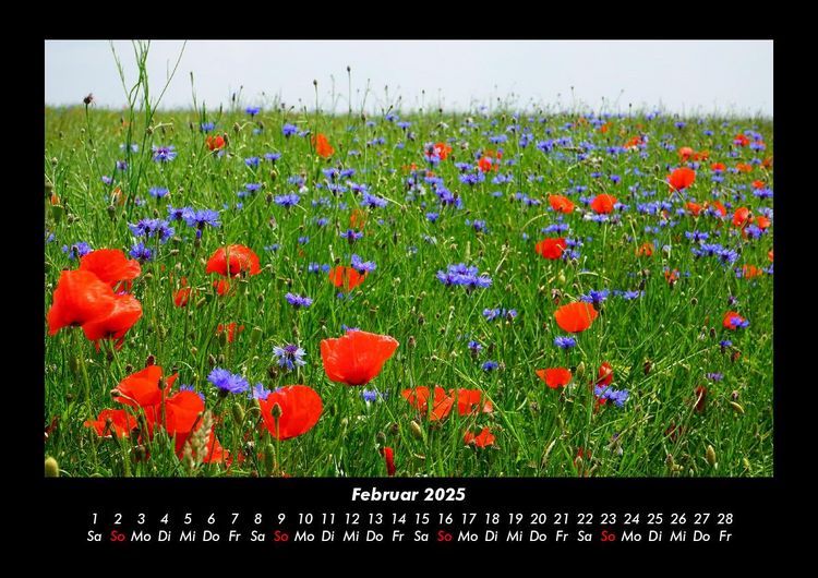 Produktbild: Blumentr&auml;ume 2025 Fotokalender DIN A3