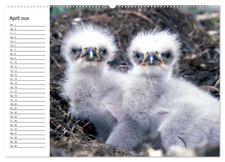 Produktbild: Wei&szlig;kopfseeadler. Symbol der Freiheit (hochwertiger Premium Wandkalender 2026 DIN A2 quer), Kunstdruck in Hochglanz