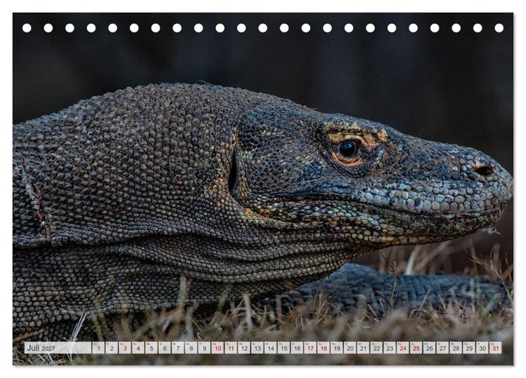 Produktbild: Drachen: Geheimnisvolles Tierreich (Tischkalender 2027 DIN A5 quer), CALVENDO Monatskalender