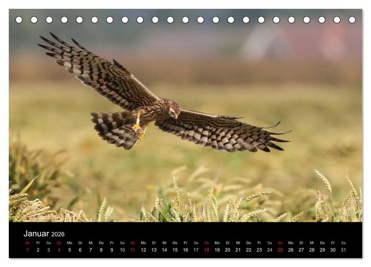 Produktbild: Wiesenweihen in Deutschland (Tischkalender 2026 DIN A5 quer), CALVENDO Monatskalender