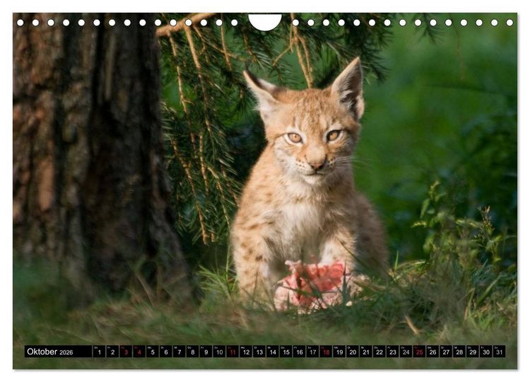 Produktbild: Luchskinder (Wandkalender 2026 DIN A4 quer), CALVENDO Monatskalender