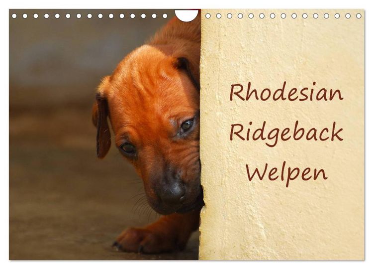 Produktbild: Rhodesian Ridgeback Welpen (Wandkalender 2026 DIN A4 quer), CALVENDO Monatskalender