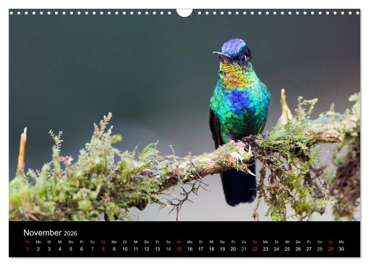 Produktbild: Der Kolibrikalender (Wandkalender 2026 DIN A3 quer), CALVENDO Monatskalender